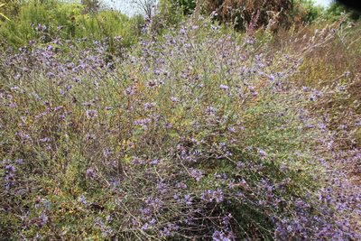 Salvia clevelandii, photographed by Millie Basden