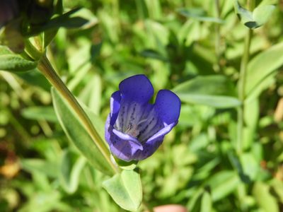 Gentiana sceptrum, photographed by Samuelle Simard-Provençal