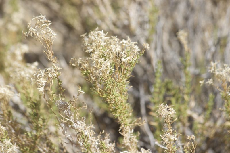 Ericameria cooperi, photographed by Diego Blanco
