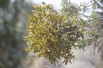 Phoradendron densum, photographed by Diego Blanco