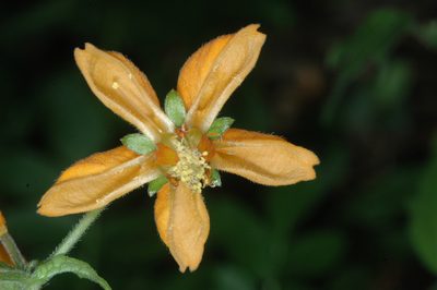Loasa sclareifolia, photographed by aacocucci
