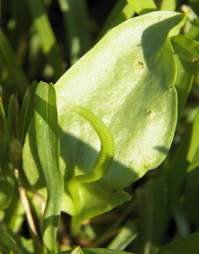 Ophioglossum engelmannii, photographed by Diana Foreman