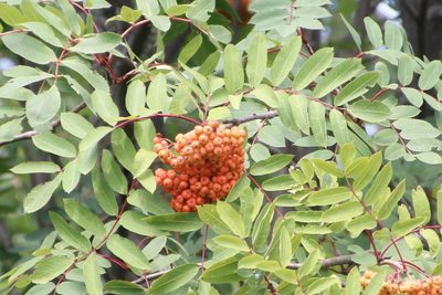 Sorbus decora, photographed by Rose Zappa