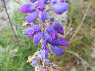 Lupinus cacuminis, photographed by Leticia Jiménez Hernández