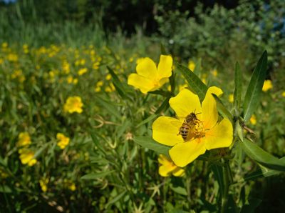 Ludwigia grandiflora, photographed by Gilles San Martin