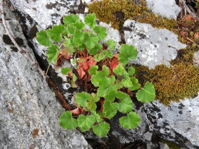 Heuchera mexicana, photographed by Leticia Jiménez Hernández