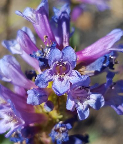 Penstemon euglaucus, photographed by Alex Abair
