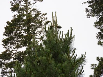 Pinus stylesii, photographed by Leticia Jiménez Hernández
