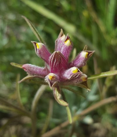 Cordylanthus capitatus, photographed by Alex Abair