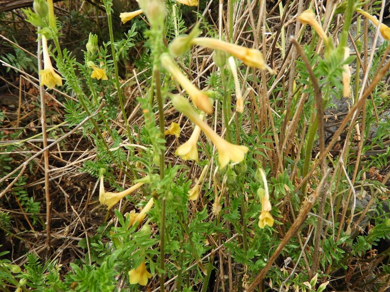 Polemonium pauciflorum, photographed by Leticia Jiménez Hernández