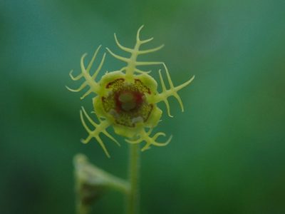 Pectiantia pentandra, photographed by Nolan Exe