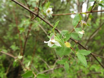 Philadelphus microphyllus, photographed by Leticia Jiménez Hernández