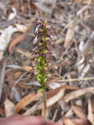 Genoplesium rufum, photographed by Sam Buxton Stewart