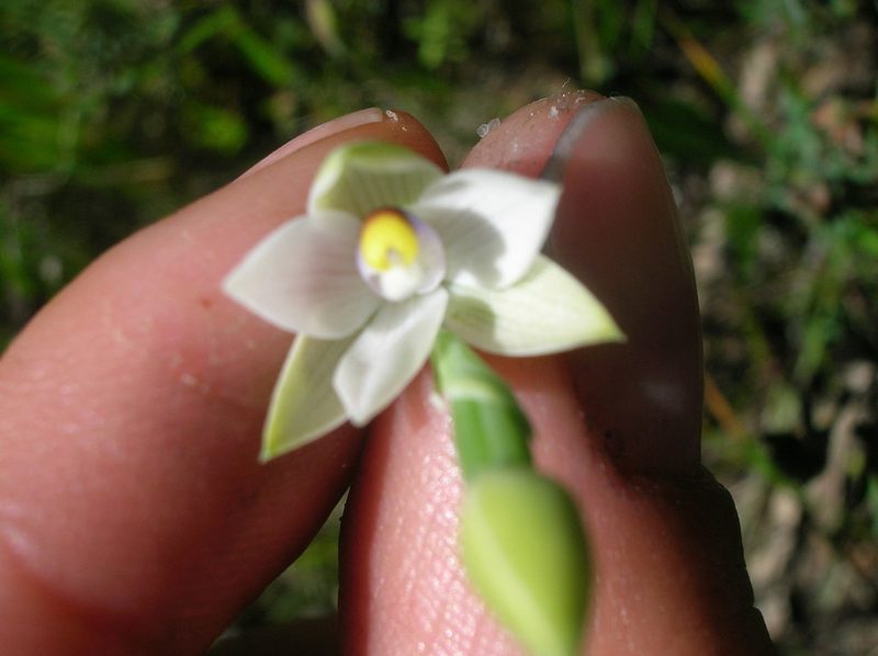 Thelymitra albiflora, photographed by Sam Buxton Stewart