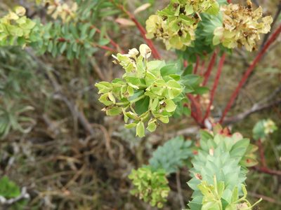 Euphorbia beamanii, photographed by Leticia Jiménez Hernández
