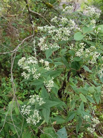 Eupatorium godfreyanum, photographed by Bob Schwartz