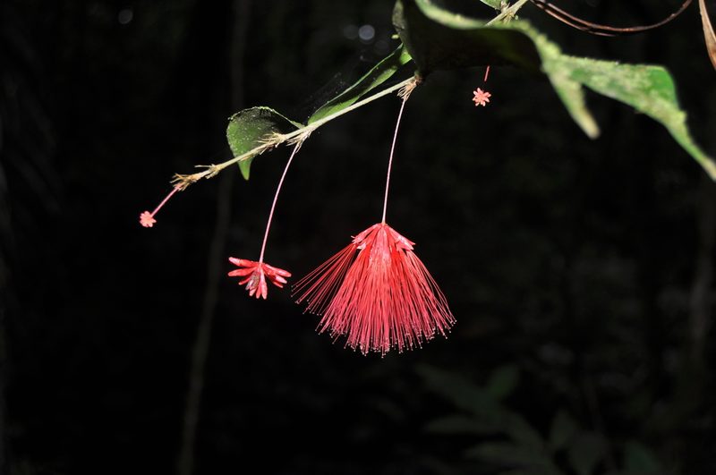 Calliandra brenesii, photographed by Eduardo Chacón Madrigal