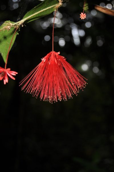 Calliandra brenesii, photographed by Eduardo Chacón Madrigal