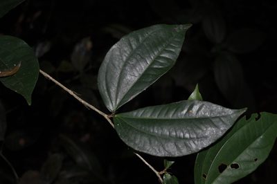 Calliandra brenesii, photographed by Eduardo Chacón Madrigal