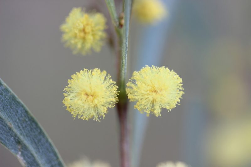 Acacia retinodes, photographed by Joe Dillon