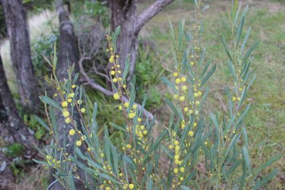 Acacia retinodes, photographed by Joe Dillon