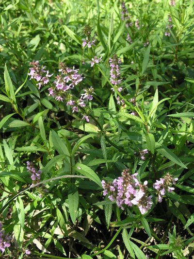 Stachys aspera, photographed by Oleg Kosterin