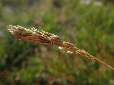 Festuca kingii, photographed by Nolan Exe
