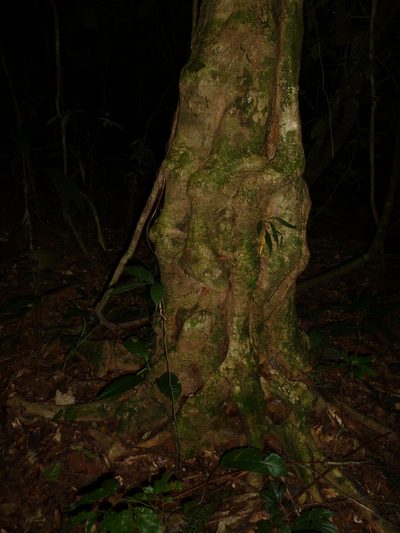 Zygia unifoliolata, photographed by Eduardo Chacón Madrigal