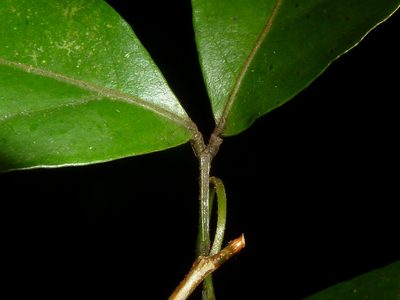 Zygia unifoliolata, photographed by Eduardo Chacón Madrigal