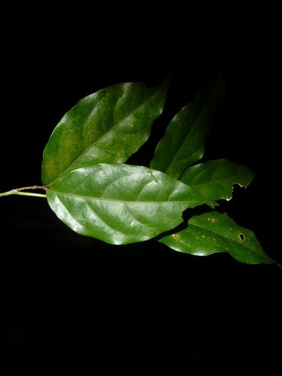 Zygia unifoliolata, photographed by Eduardo Chacón Madrigal