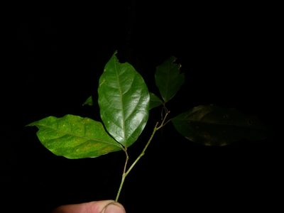 Zygia unifoliolata, photographed by Eduardo Chacón Madrigal