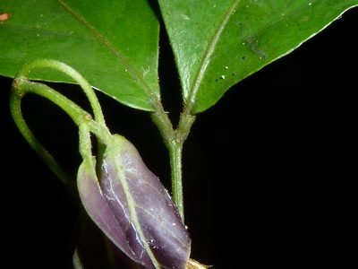 Zygia unifoliolata, photographed by Eduardo Chacón Madrigal