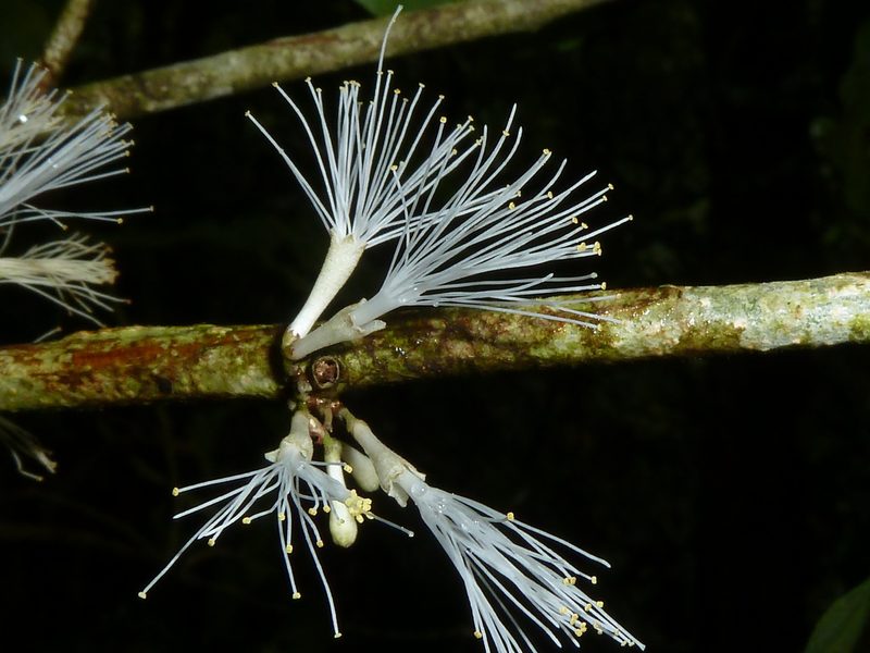 Zygia unifoliolata, photographed by Eduardo Chacón Madrigal