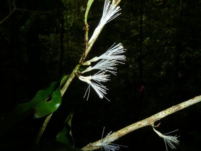 Zygia unifoliolata, photographed by Eduardo Chacón Madrigal