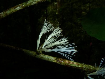 Zygia unifoliolata, photographed by Eduardo Chacón Madrigal