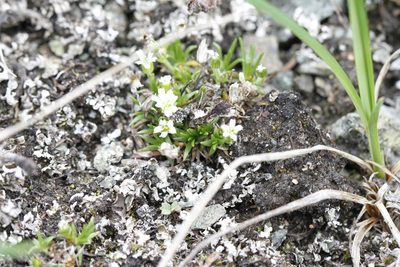 Cherleria biflora, photographed by J Straka