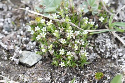 Cherleria biflora, photographed by J Straka