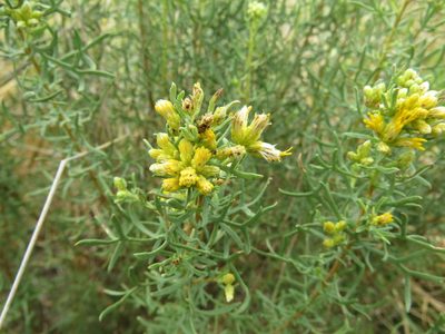 Isocoma coronopifolia, photographed by Alexis López Hernández