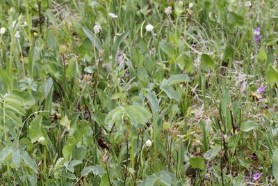 Sanguisorba stipulata, photographed by J Straka