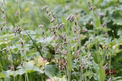Anticlea occidentalis, photographed by J Straka