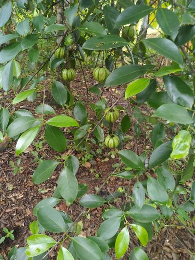 Garcinia gummi-gutta, photographed by Navaneeth Sini George