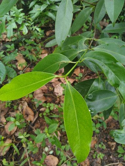 Garcinia gummi-gutta, photographed by Navaneeth Sini George