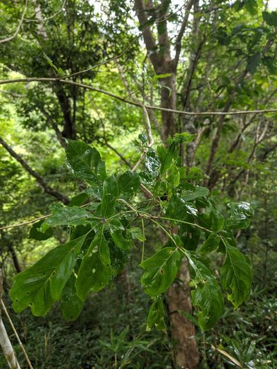 Vitex quinata, photographed by Cheng-Te Hsu