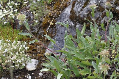 Phacelia leptosepala, photographed by J Straka
