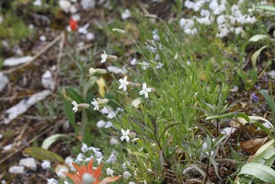 Silene douglasii, photographed by J Straka