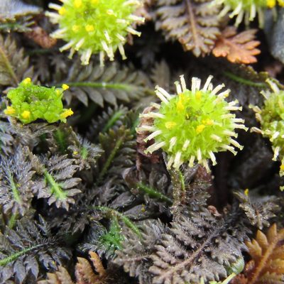 Leptinella pusilla, photographed by wild_wind