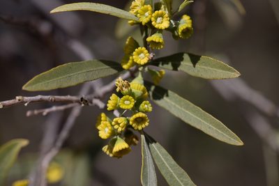 Alectryon oleifolius, photographed by Kym Nicolson