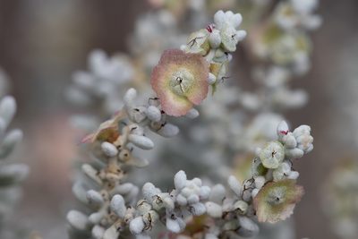 Maireana sedifolia, photographed by Kym Nicolson