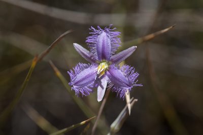 Thysanotus baueri, photographed by Kym Nicolson