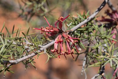 Grevillea huegelii, photographed by Kym Nicolson